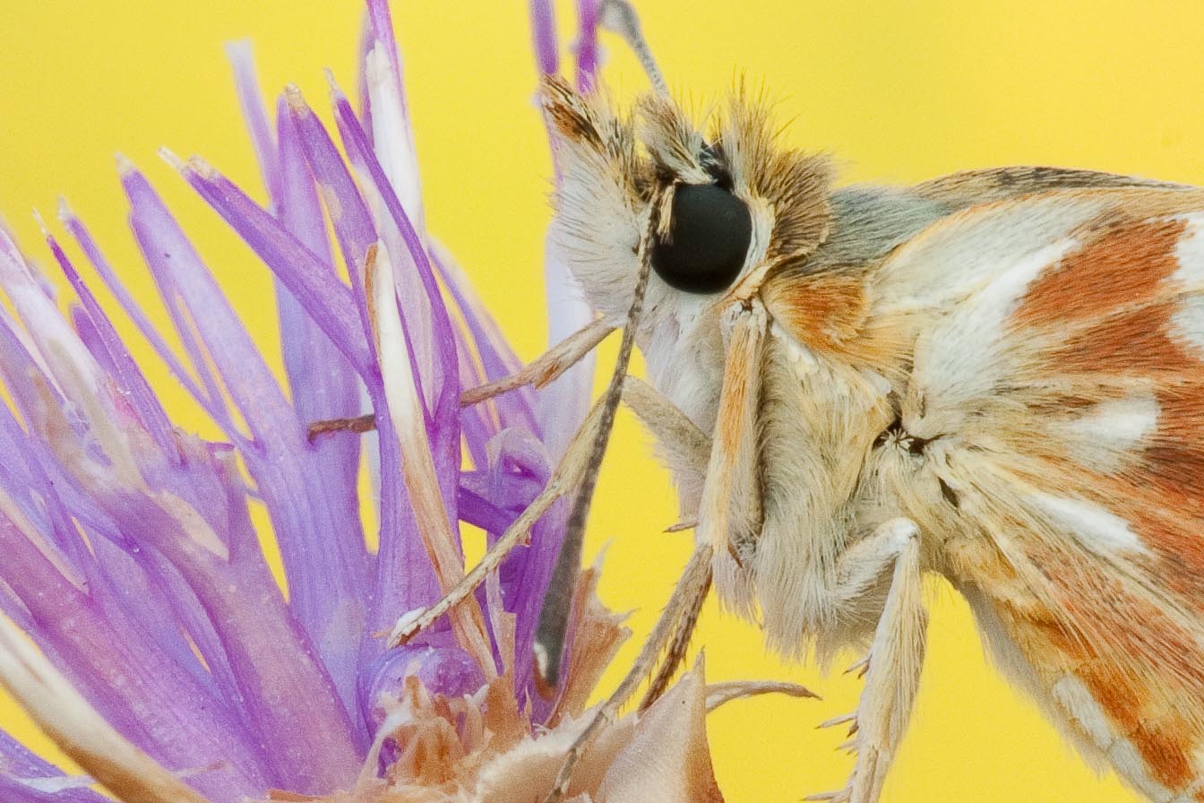 Farfallina da identificare